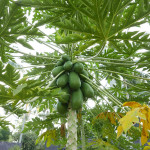 世界一周で訪れたインドネシア・バリ・エコリゾート Bambu Indah(バンブーインダー)　自家製フルーツ