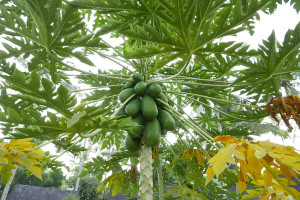 世界一周で訪れたインドネシア・バリ・エコリゾート Bambu Indah(バンブーインダー)　自家製フルーツ