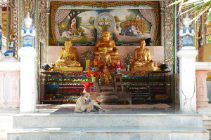 タイ・チェンマイの寺院　ワット・チェン・マン Wat Chiang Man　犬