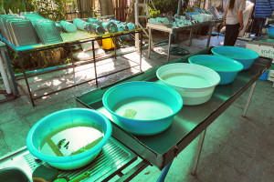 ベジタリアン ソサエティー（Vegetarian society）食器洗い場