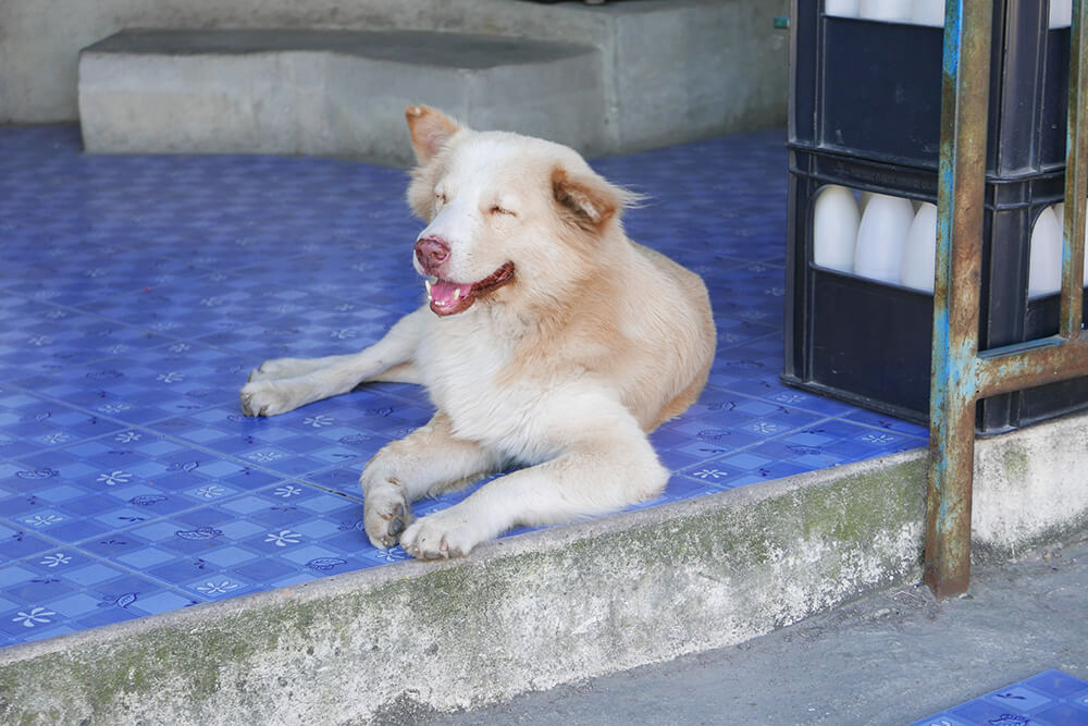 タイ・チェンマイ宿泊先の周辺にいた犬