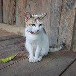 Rabeang Pasak Treehouse Resortの看板猫
