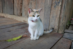 Rabeang Pasak Treehouse Resortの看板猫